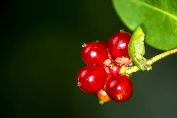 Hanımeli meyve — Stok fotoğraf