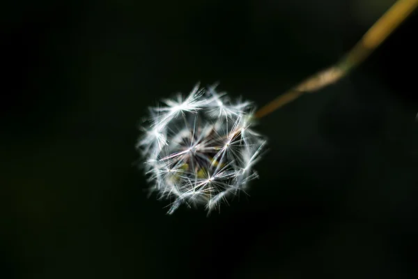 Sementes de alface — Fotografia de Stock