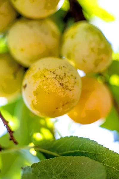 Mirabelles em uma árvore — Fotografia de Stock