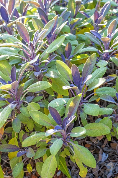 Salie, salvia officinalis — Stockfoto