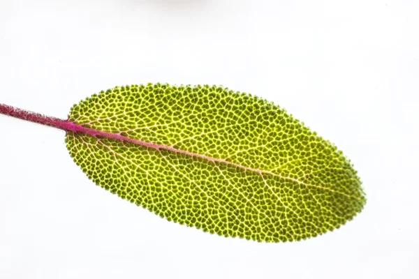 Salvia blad — Stockfoto