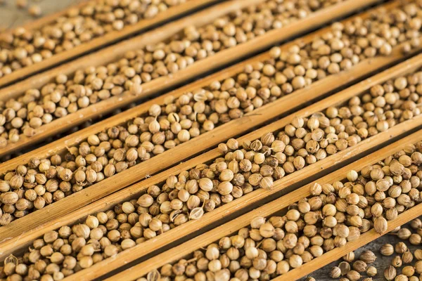 Coriander — Stock Photo, Image