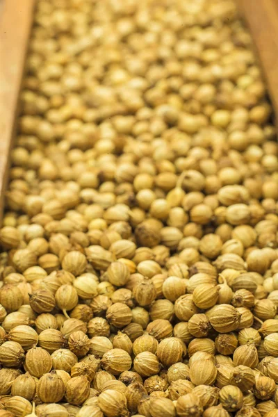 Coriander — Stock Photo, Image