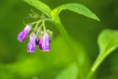 Comfrey.