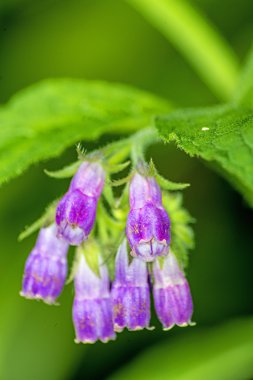 Comfrey.