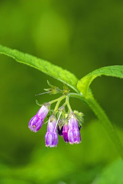 Beinwell — Stockfoto