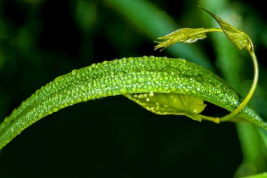 çimen çiy damlaları ve kahkaha ile