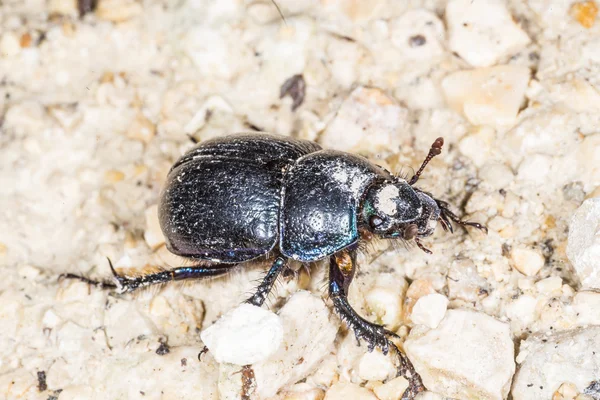 Dung scarabée, Geotrupes stercorosus Scr . — Photo