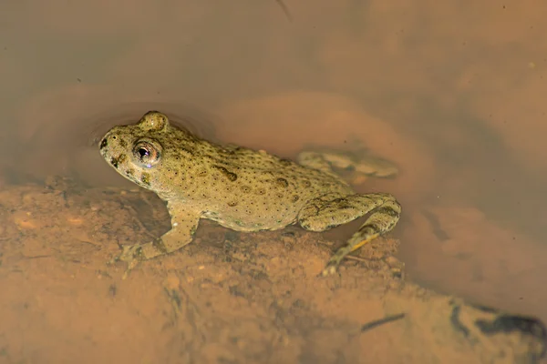 ラナ dalmatina アジャイルカエル — ストック写真