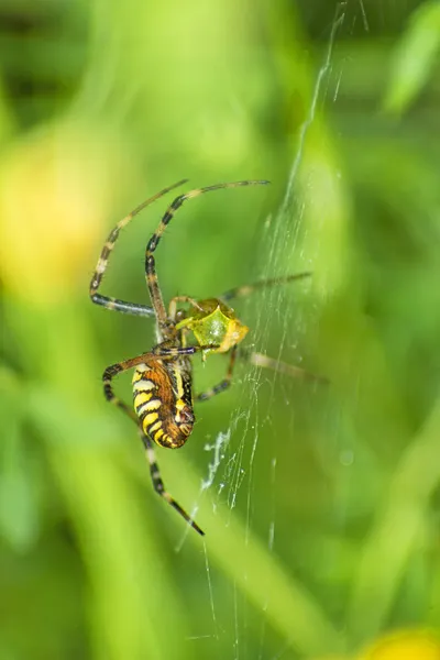 Wasp spider, Argiope bruennichi — Stock Photo, Image