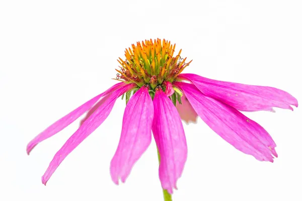 Cónica, echinacea purpurea —  Fotos de Stock