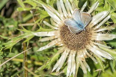 Carline thistle, Carlina vulgaris