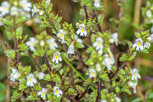 Euphrasius, szemvidítófű officinalis — Stock Fotó