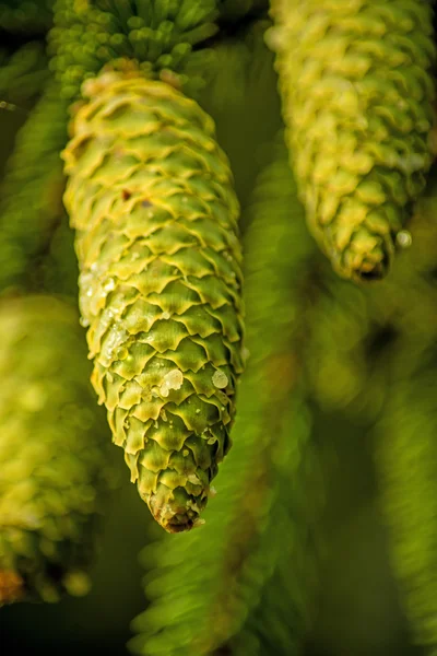 Fir cone — Stock Photo, Image