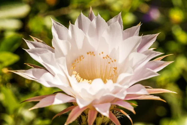 Makro einer Kakteenblüte — Stockfoto