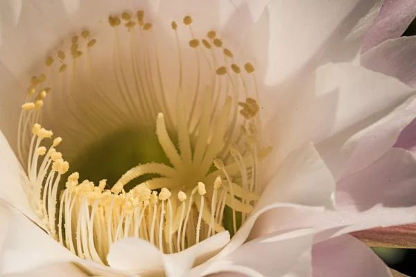 Macro de una flor de cactus — Foto de Stock