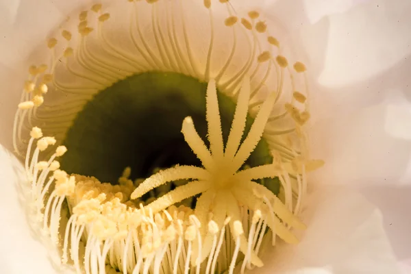Makro av en kaktus Blom — Stockfoto
