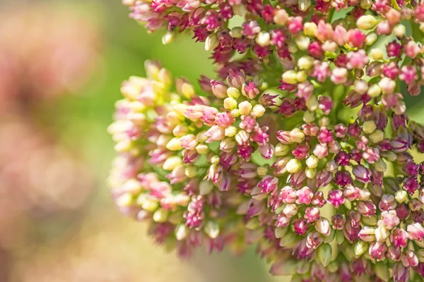 Sedum. — Foto de Stock