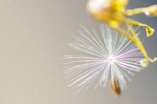 飛行の種子 — ストック写真