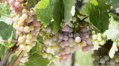 obernai alsace, Fransa içinde asma