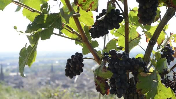 Weinreben im obernai Elsass, Frankreich — Stockvideo