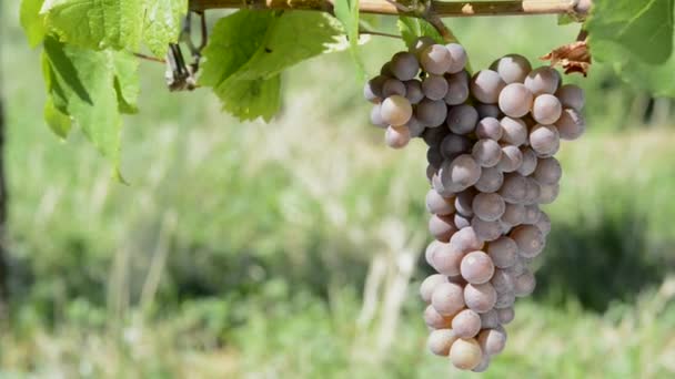Виноград в Obernai Alsace, France — стоковое видео