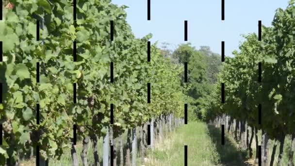 Wijnstokken in obernai Elzas, Frankrijk — Stockvideo