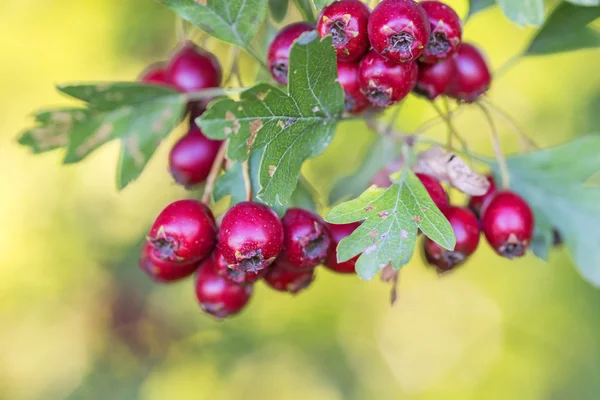 Hawthorn fruits — Stock Photo, Image