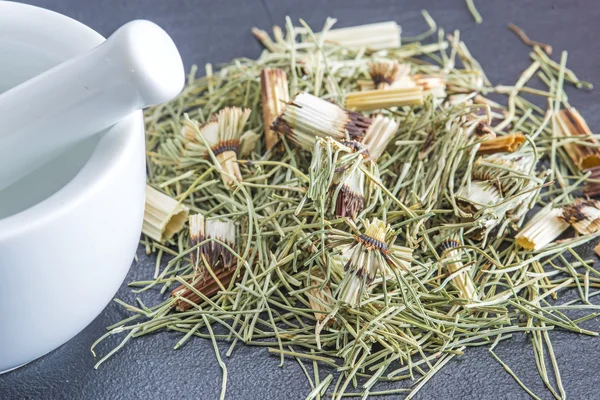 Hästens svans, equisetum arvense, medicinalväxt — Stockfoto