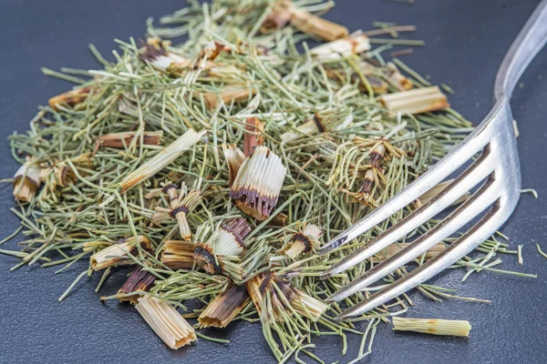 Horse's tail, Equisetum arvense, medicinal plant — Stock Photo, Image