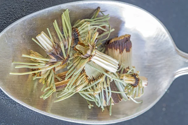 Rabo de caballo, Equisetum arvense, planta medicinal — Foto de Stock