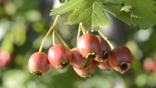 Weißdornbeeren — Stockvideo