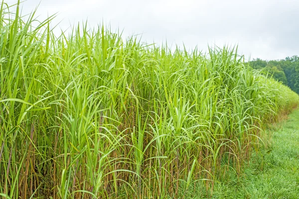 Overschakelen van gras, miscanthus — Stockfoto