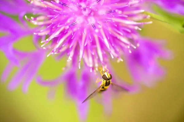 Flor de knapweed — Fotografia de Stock