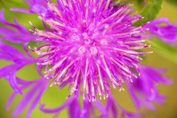 Knapweed floración — Foto de Stock