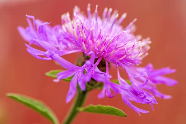 Flor de knapweed — Fotografia de Stock