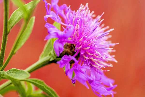 Knapweed květ — Stock fotografie