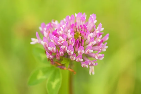 Jetel luční, léčivá rostlina, trifolium pratense — Stock fotografie