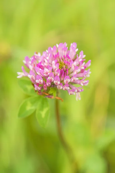 Rotklee, Heilpflanze, Trifolium pratense — Stockfoto