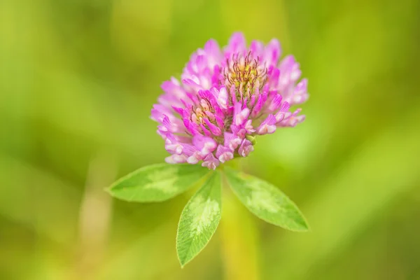 Jetel luční, léčivá rostlina, trifolium pratense — Stock fotografie