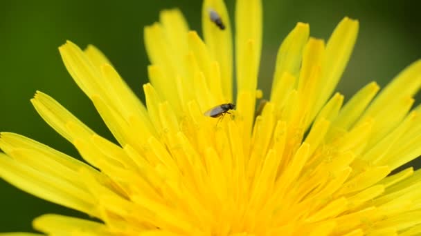 昆虫とタンポポの花 — ストック動画