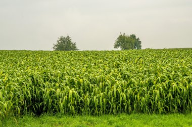 Sudan otu, sorgum sudanense, enerji santrali