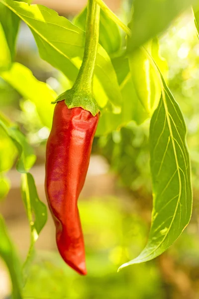 Chili à une plante — Photo