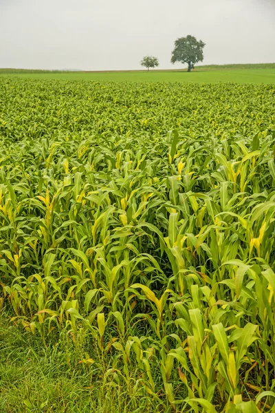 Sudão grama, Sorghum sudanense, planta de energia — Fotografia de Stock