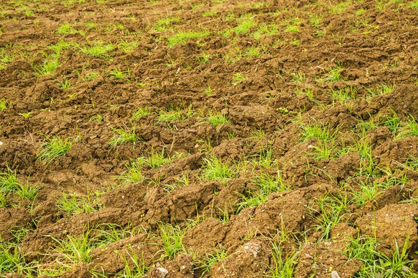 Planta de energía hierba szarvasi — Foto de Stock