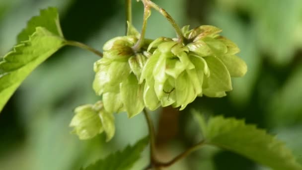 Houblon mûr 