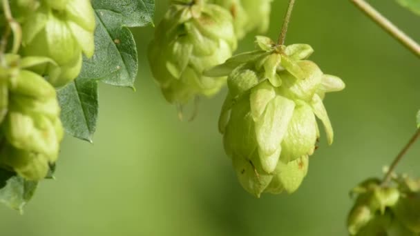 Reifer Hopfen — Stockvideo