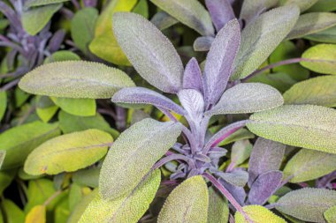 adaçayı, Ada çayı