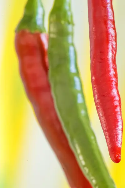 Chili rouge et vert à une plante — Photo