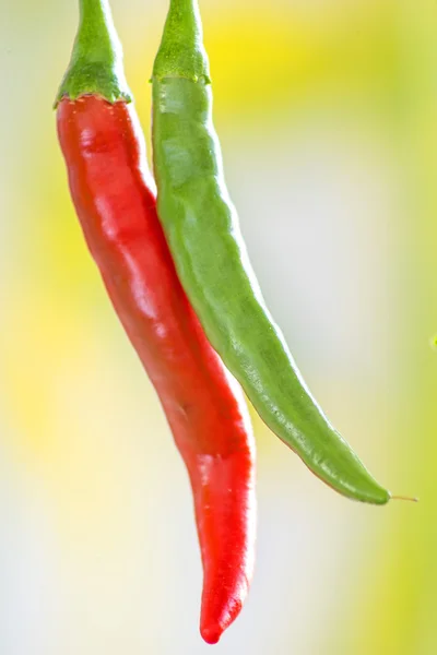 Red and green chili at a plant — Stock Photo, Image